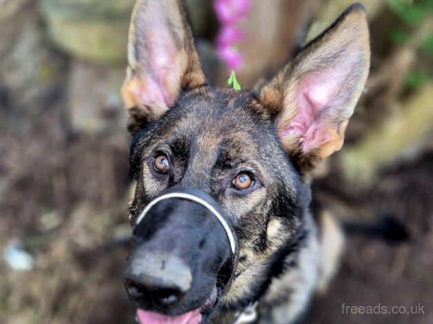 6 month old german shepherd puppy for sale in Paisley, Renfrewshire