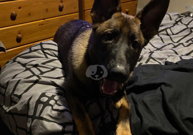 6 month old KC registered German shepherd for sale in Pontefract, West Yorkshire - Image 5