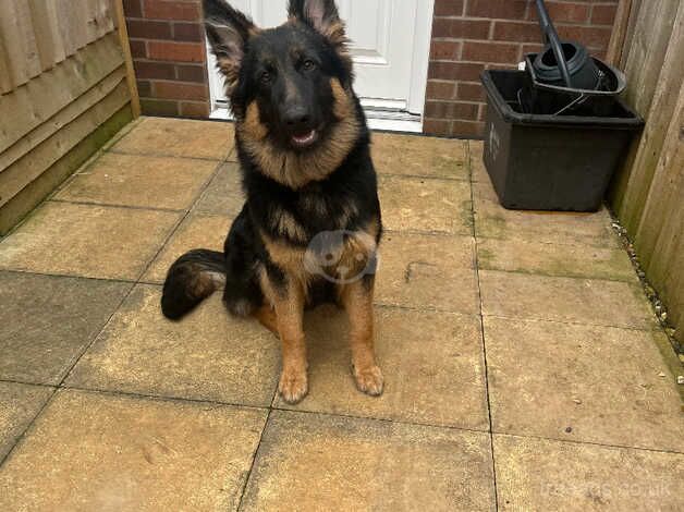 6 months old German shepherd pup for sale in Warminster, Wiltshire