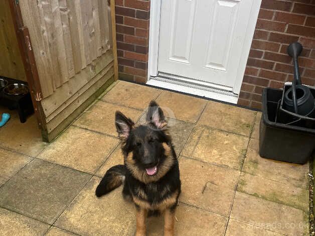 German Shepherd Puppies for sale in Wiltshire