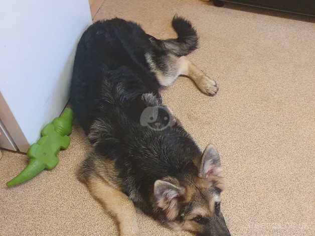 6 months old male german shepherd for sale in Sheffield, South Yorkshire