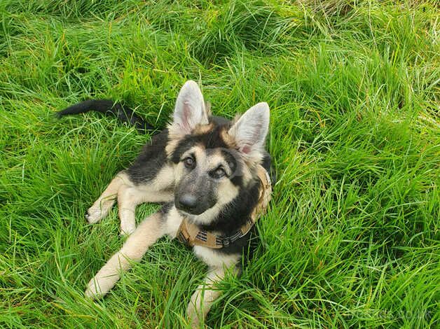 German Shepherds for sale in Sheffield, South Yorkshire