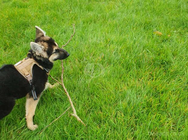 German Shepherd Puppies for sale in South Yorkshire