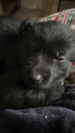 6 week old German Shepherd Puppies £800 for sale in Standish, Lancashire - Image 1