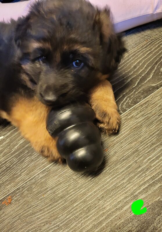 6 week old german shepherds for sale in Woodhouse Park, Greater Manchester