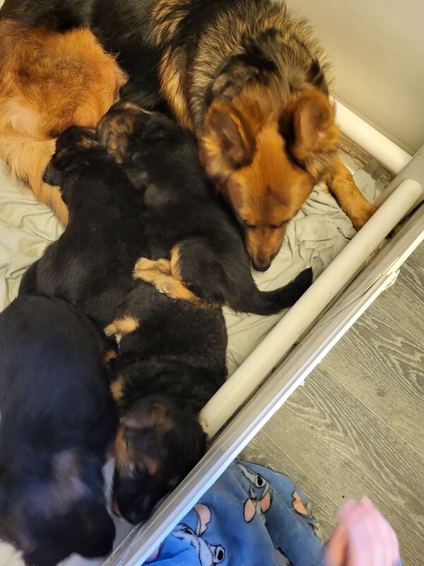 6 week old german shepherds for sale in Woodhouse Park, Greater Manchester - Image 2