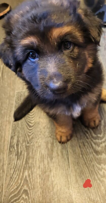 6 week old german shepherds for sale in Woodhouse Park, Greater Manchester - Image 3