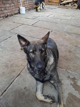 6 year old German shepherd for sale in Grantham, Lincolnshire - Image 1