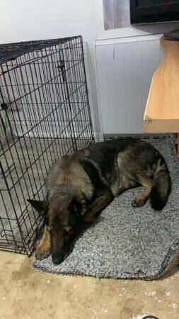 6 year old German shepherd for sale in Grantham, Lincolnshire - Image 2