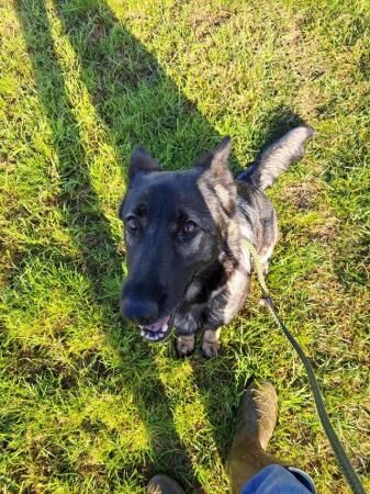 6 year old German shepherd for sale in Grantham, Lincolnshire - Image 3