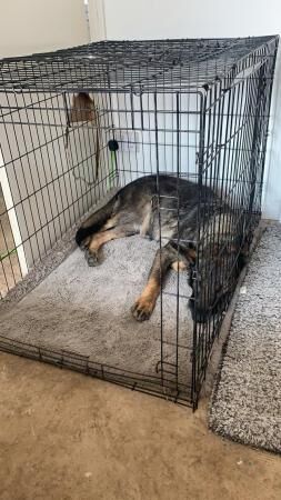 6 year old German shepherd for sale in Grantham, Lincolnshire - Image 4