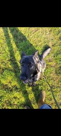 6 year old German shepherd for sale in Grantham, Lincolnshire - Image 5