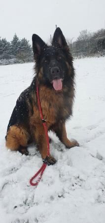 6 year old German shepherd for sale in Bedfordshire - Image 2
