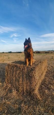 6 year old German shepherd for sale in Bedfordshire - Image 3