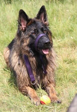 6 year old German shepherd for sale in Bedfordshire - Image 4