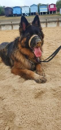 6 year old German shepherd for sale in Bedfordshire - Image 5