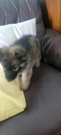 7 german shepherd puppies for sale in Rushden, Northamptonshire - Image 2