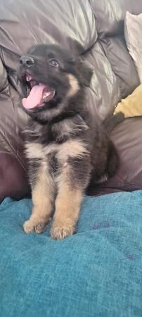 7 german shepherd puppies for sale in Rushden, Northamptonshire - Image 3