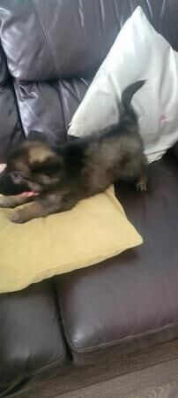 7 german shepherd puppies for sale in Rushden, Northamptonshire - Image 4