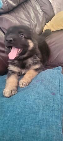 7 german shepherd puppies for sale in Rushden, Northamptonshire - Image 5