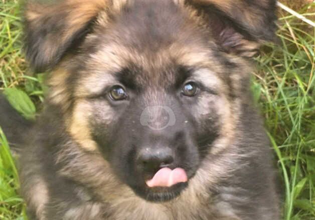 7 month old german shepard for sale in Wolverhampton, West Midlands