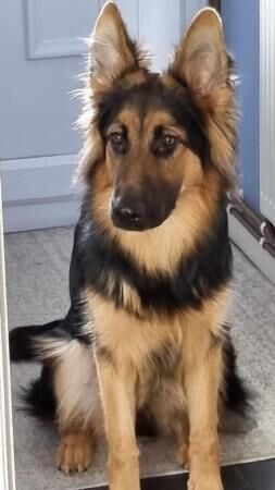 7 month old German shepherd for sale in Colchester, Essex - Image 1