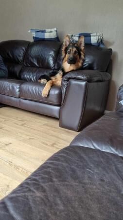 7 month old German shepherd for sale in Colchester, Essex - Image 2
