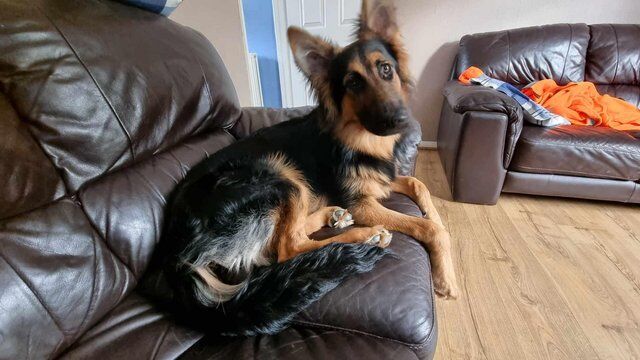 7 month old German shepherd for sale in Colchester, Essex - Image 4