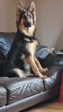 7 month old German shepherd for sale in Colchester, Essex - Image 5