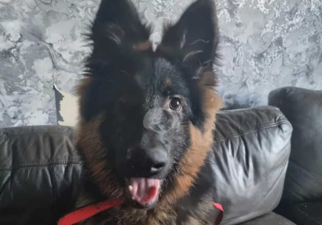 7 month old German shepherd boy for sale in Dumbarton, West Dunbartonshire