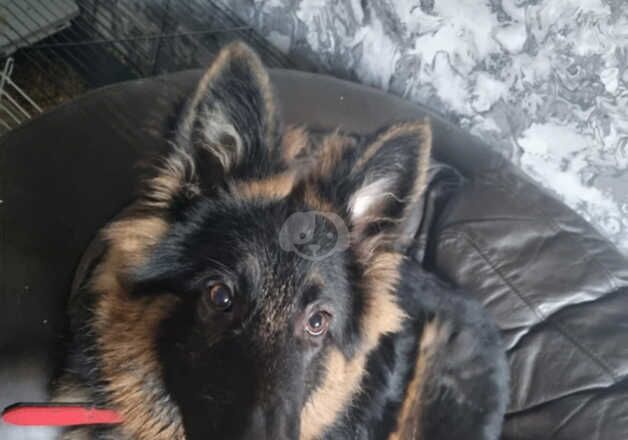 German Shepherds for sale in Dumbarton, West Dunbartonshire