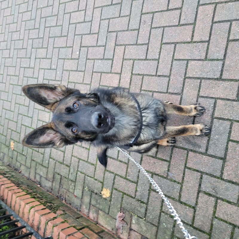 7 month old German Shepherd for sale in Kingston upon Hull, East Riding of Yorkshire - Image 1