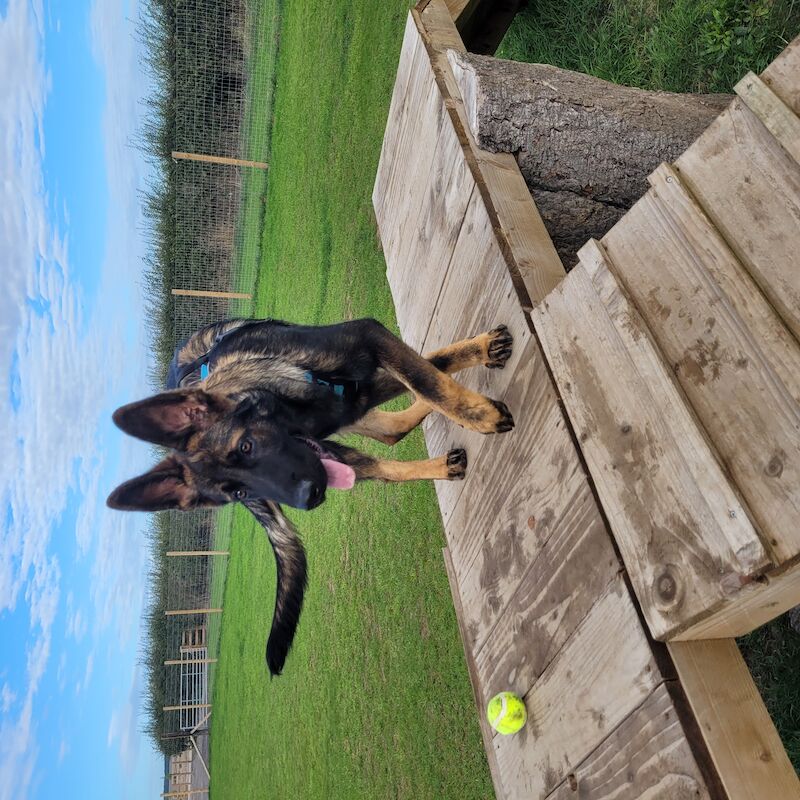 7 month old German Shepherd for sale in Kingston upon Hull, East Riding of Yorkshire - Image 3