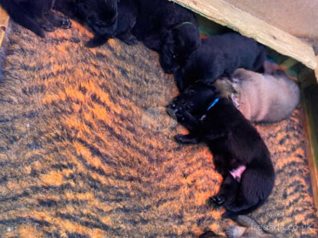 8 beautiful German shepherd puppies for sale in Dewsbury, West Yorkshire