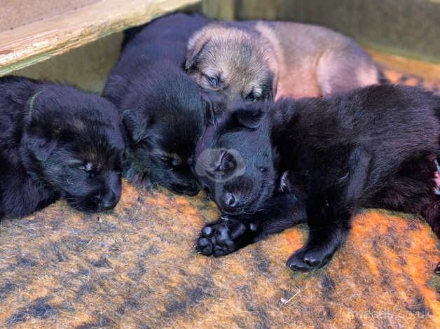 8 beautiful German shepherd puppies for sale in Dewsbury, West Yorkshire - Image 2