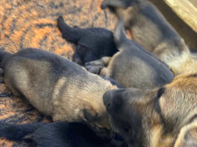 8 beautiful German shepherd puppies for sale in Dewsbury, West Yorkshire - Image 3