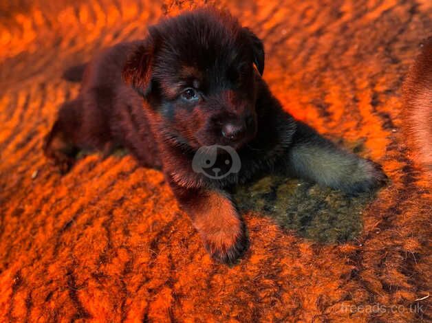 8 beautiful German shepherd puppies for sale in Dewsbury, West Yorkshire - Image 4