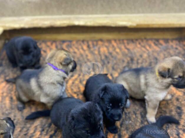 8 beautiful German shepherd puppies for sale in Dewsbury, West Yorkshire - Image 5