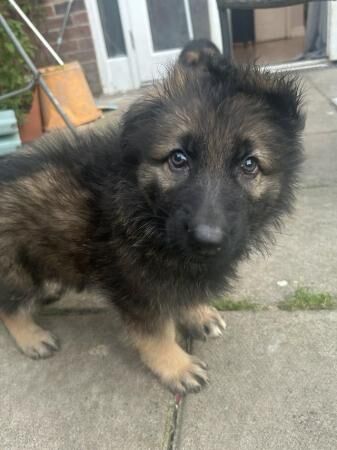 8 week old full German Shepherd puppies for sale in Ely, Cardiff
