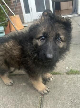 8 week old full German Shepherd puppies for sale in Ely, Cardiff - Image 1