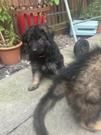 8 week old full German Shepherd puppies for sale in Ely, Cardiff - Image 2