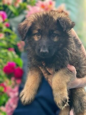 8 week old full German Shepherd puppies for sale in Ely, Cardiff - Image 3