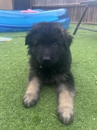 8 week old full German Shepherd puppies for sale in Ely, Cardiff - Image 4