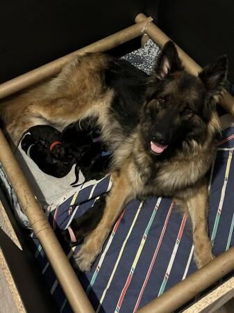 8 week old full German Shepherd puppies for sale in Ely, Cardiff - Image 5