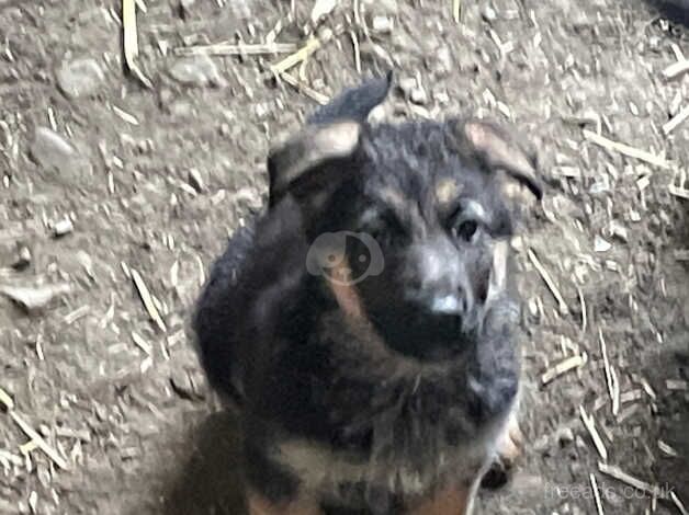 8 week old German shepherd puppies for sale in Llandeilo, Carmarthenshire - Image 1