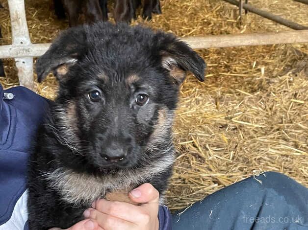 8 week old German shepherd puppies for sale in Llandeilo, Carmarthenshire - Image 2