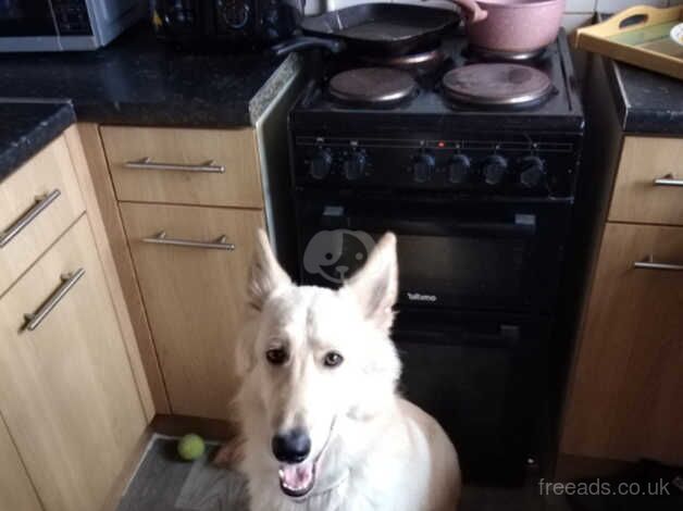 8month male German shepherd for sale in Leicester, Leicestershire - Image 1