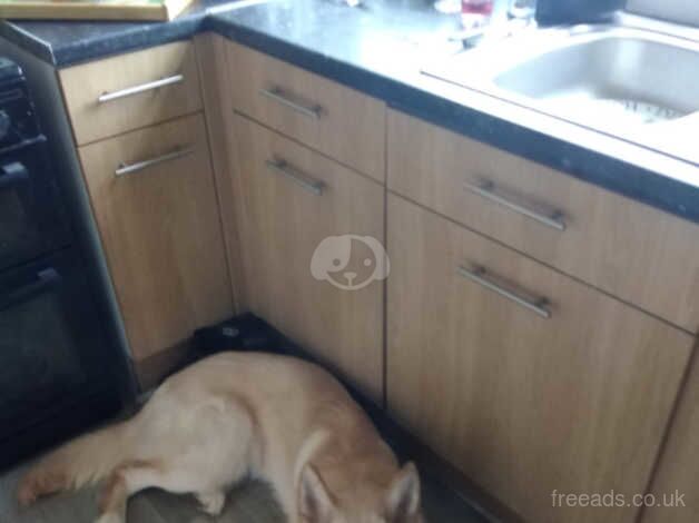 8month male German shepherd for sale in Leicester, Leicestershire - Image 3