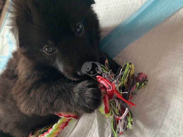 8week old female German shepherd for sale in Havering, London - Image 1