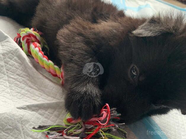 German Shepherd Puppies for sale in London